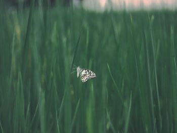 Close-up of butterfly on grass