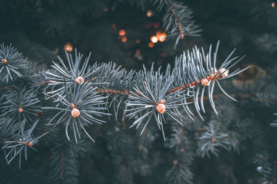Blue spruce, winter, russia. christmas mood