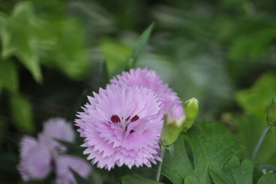 Close-up of purple flower blooming outdoors