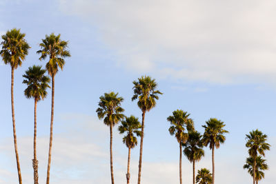 Low angle view of palm trees against sky