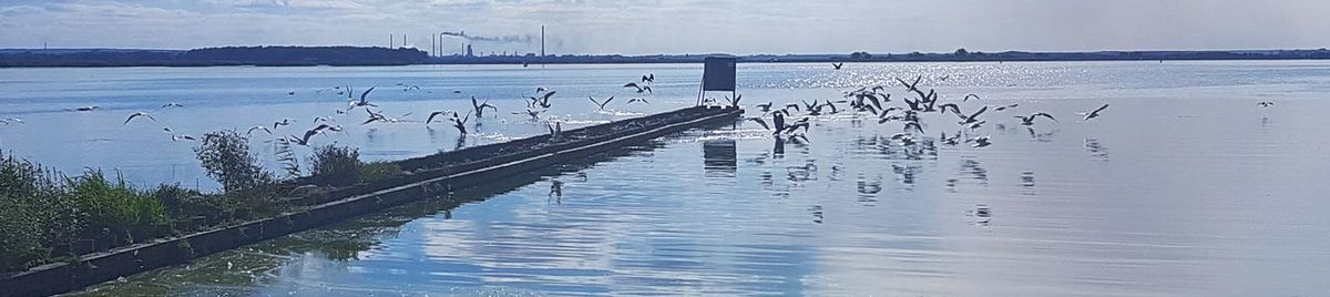 Birds perching on sea against sky during sunset