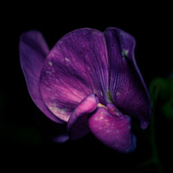 Close-up of purple flower against black background