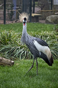 Close-up of bird on field