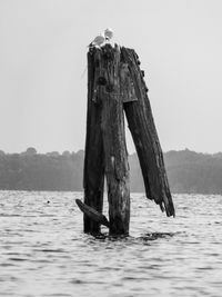 View of bird on wooden post in sea against sky