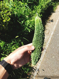 Close-up of hand holding plant