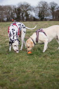 Close-up of dog on field