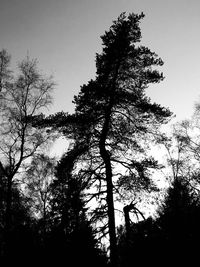 Low angle view of silhouette tree against sky