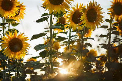 Close-up of yellow flowering plant against sky