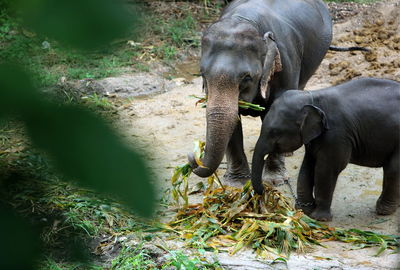High angle view of elephant and calf eating plants at zoo
