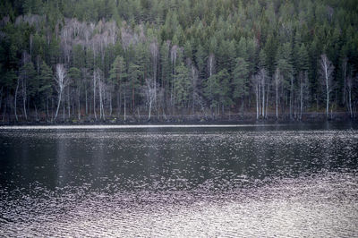 Scenic view of lake by trees in forest