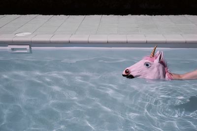 Cropped hand holding artificial horse head in swimming pool