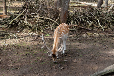 View of deer on field