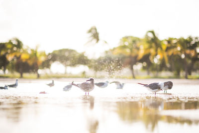 Birds in a lake