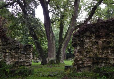 Trees in old ruin