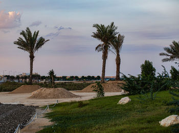 Palm trees on landscape against sky