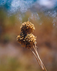 Close-up of flowering plant