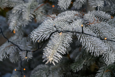 Close-up of pine tree during winter