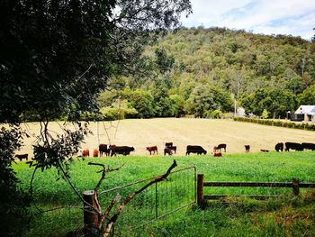 Sheep grazing on field against sky