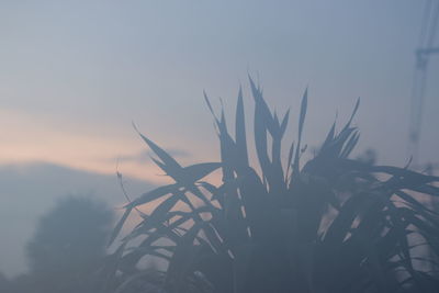 Close-up of silhouette plants against sky