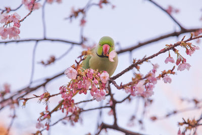 Low angle view of bird perching on tree