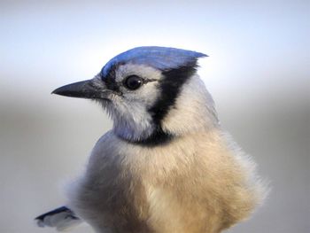Close-up of a bird against white background