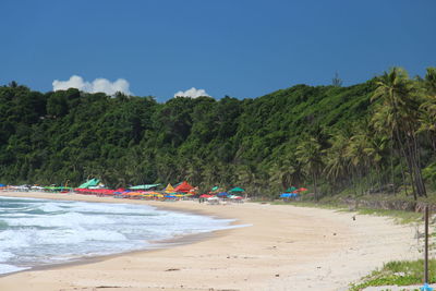 View of calm beach against trees