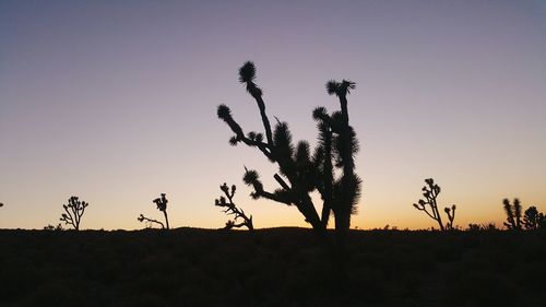 Silhouette plants on field during sunset at hurricane cliffs