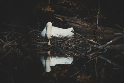 Bird perching on a lake