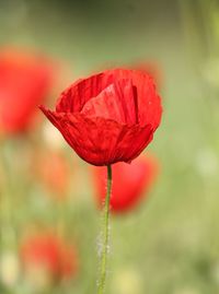 Close-up of red flower