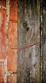 Full frame shot of tree trunk