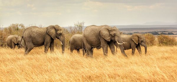 Elephants walking in grass