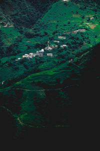 High angle view of trees and plants