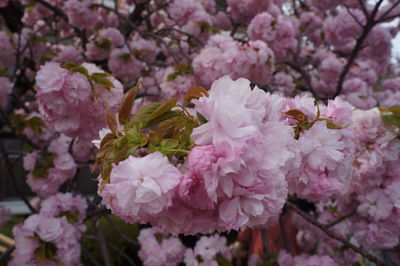 Close-up of pink cherry blossoms in spring