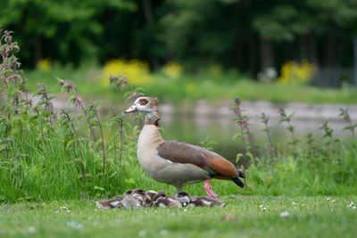 Mallard duck on field