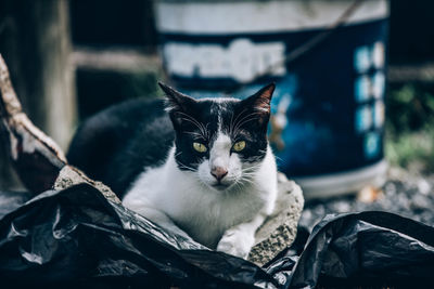 Portrait of cat relaxing outdoors