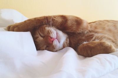 Close-up of cat sleeping