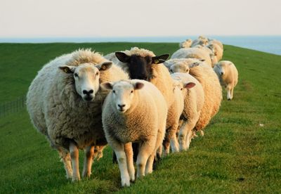 Sheep on field