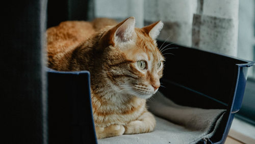 Close-up of a cat looking away