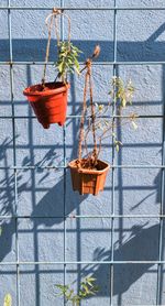 Close-up of potted plant hanging on fence