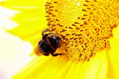 Extreme close-up of bee pollinating on flower