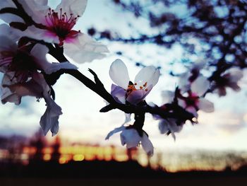 Close-up of flower tree against sky