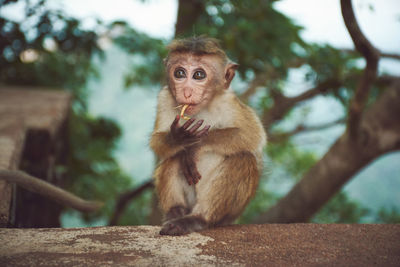 Portrait of monkey on tree