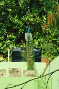 View of bird on potted plant