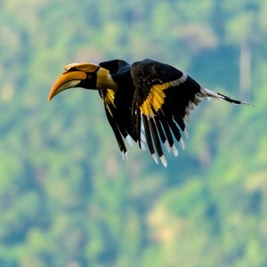 Close-up of great hornbill flying against blurred background