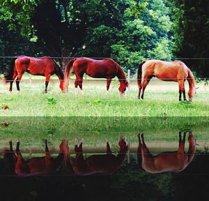 Horses grazing on field