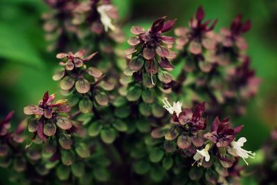 Close-up of flowering plant