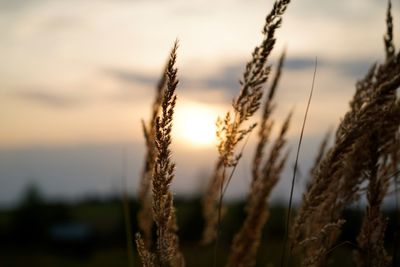 Close-up of wheat growing on field against sky