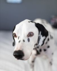 Close-up of dalmatian dog looking away on floor at home