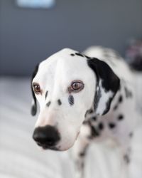 Close-up portrait of dog