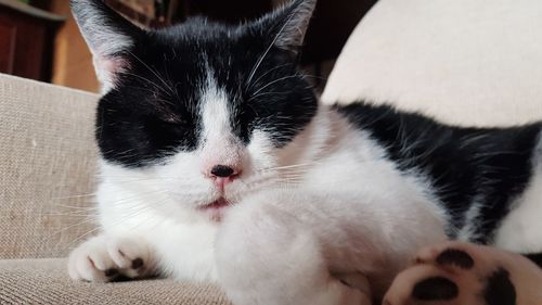 Close-up of cat lying on sofa at home